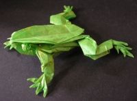 Tree Frog